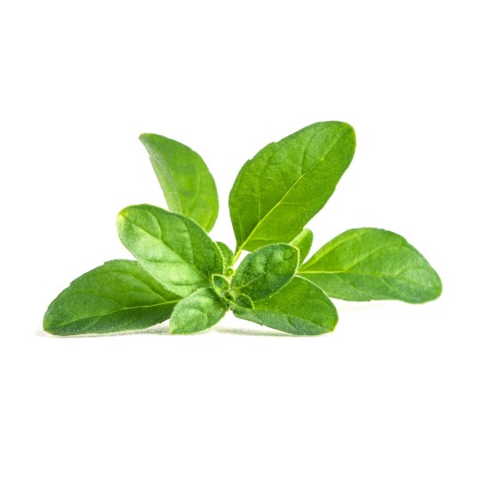Confezione di semi di mentha pulegium "Lingot" - Veritable