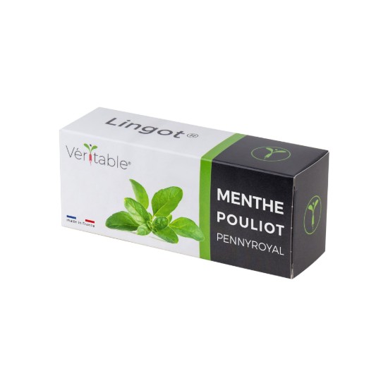 Confezione di semi di mentha pulegium "Lingot" - Veritable