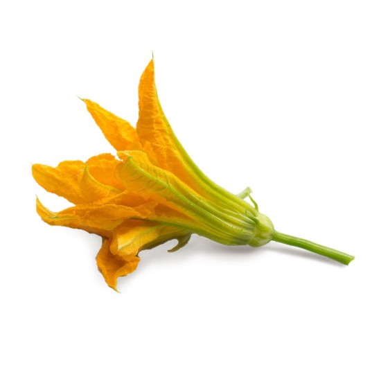 Pakket met "Lingot" courgette bloemzaden - VERITABLE merk