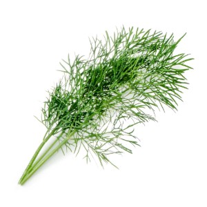Confezione con semi di aneto "Lingot" - "VERITABLE"
