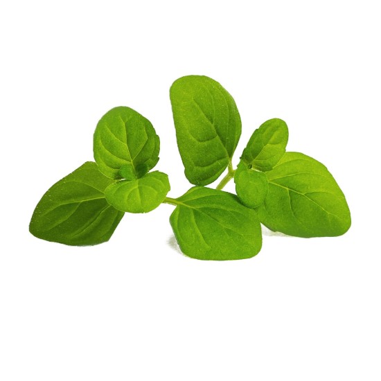 Paquete de semillas de menta helada "Lingot" - marca VERITABLE