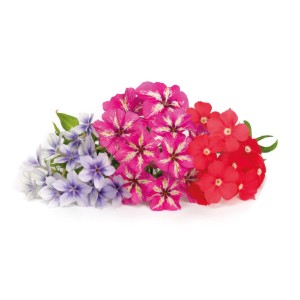 Confezione di semi Phlox "Lingot" - marchio "VERITABILE".