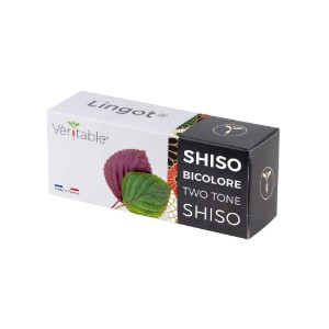 Confezione di semi di shiso, "Lingot", bicolore - marchio VERO