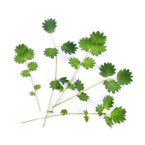 Pacchetto di semi "Lingot" Burnet insalata - Veritable