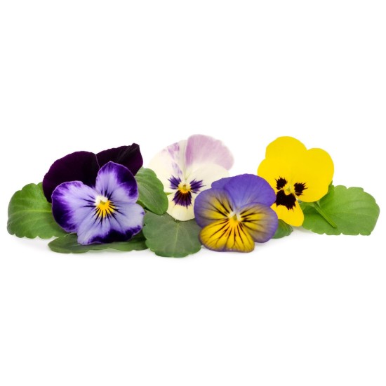 Pacchetto di semi di viole del pensiero multicolore "Lingot" - Veritable