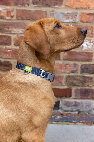 Reflecterende hondenhalsband, middelmaat, Blauw - Built Pet