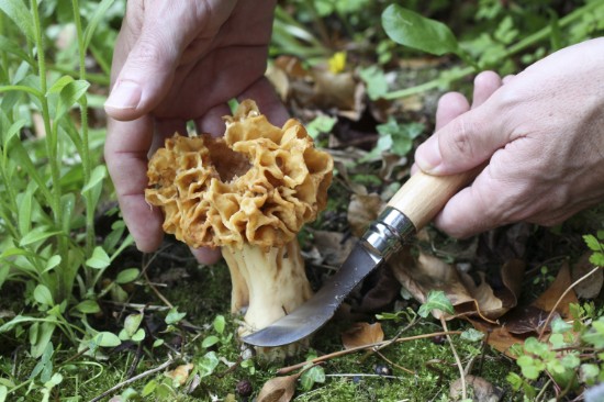 N°08 seente nuga, roostevaba teras, 8 cm - Opinel