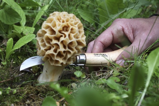 N°08 seente nuga, roostevaba teras, 8 cm - Opinel