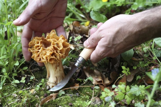 Champignonmes N°08, met schede, roestvrij staal, 8 cm, Oak - Opinel