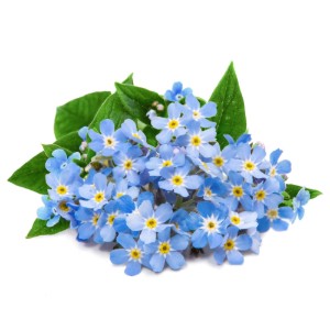 Confezione di semi di fiori del Nontiscordardime (Myosotis), 'Lingot' - Veritable