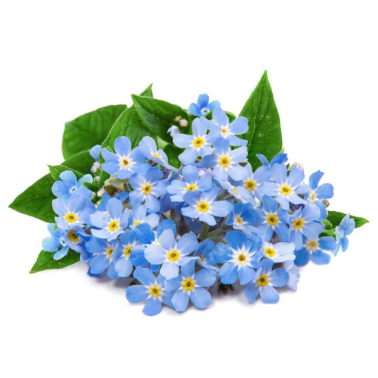 Paquet de graines de myosotis (Myosotis), 'Lingot' - Veritable